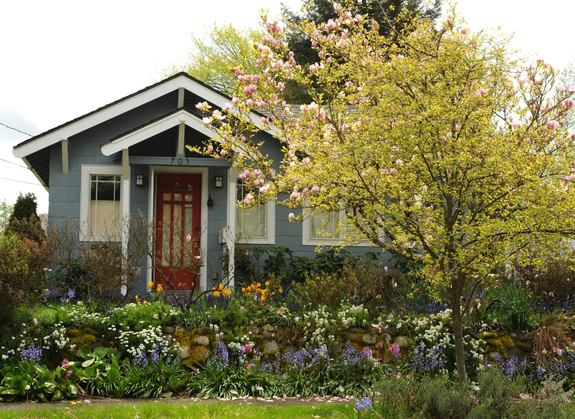 A grey-blue Craftsman bungalow in Seattle with a spring garden in front